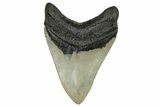 Serrated, Fossil Megalodon Tooth - North Carolina #245831-2